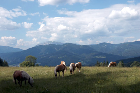 Stuhleck - Haflinger